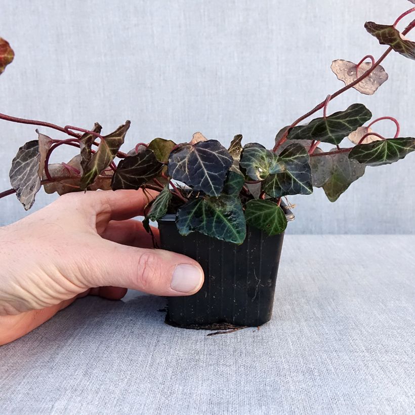 Spécimen de Lierre commun - Hedera helix Woerner Godet de 8/9 cm tel que livré en hiver