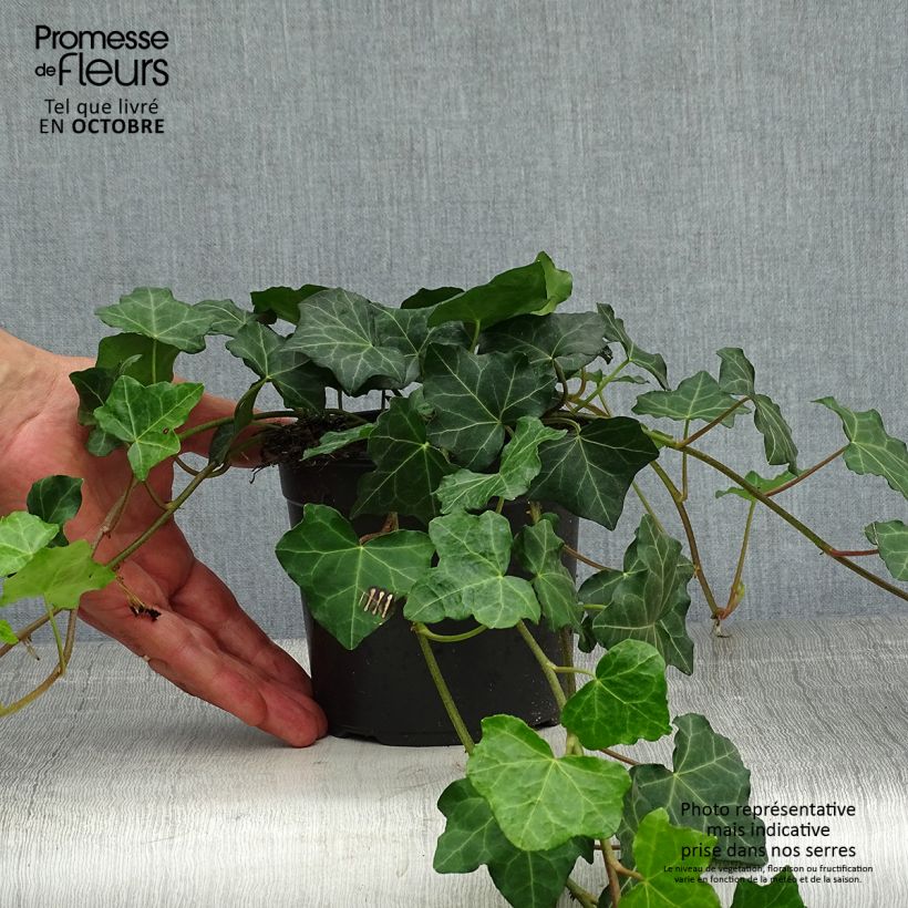 Spécimen de Lierre d'Irlande - Hedera hibernica Pot de 1L/1,5L tel que livré en automne
