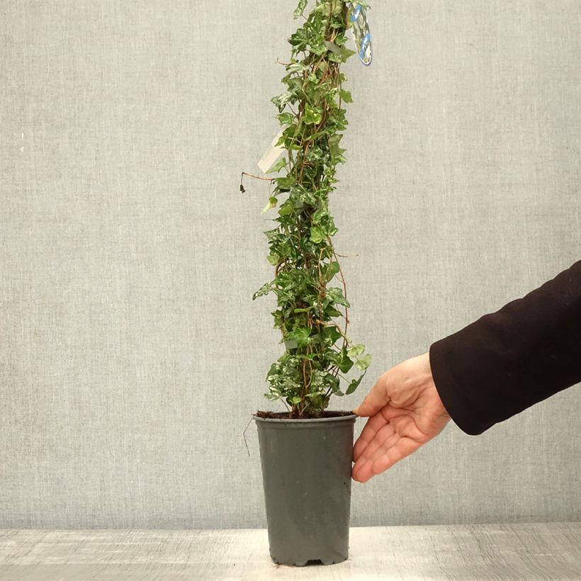 Spécimen de Lierre d'ornement - Hedera helix Kolibri Pot de 2L/3L tel que livré en automne
