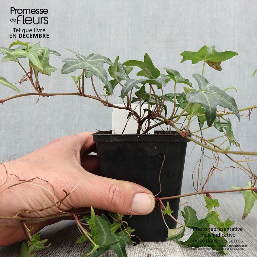 Spécimen de Lierre d'ornement - Hedera helix Sagittifolia Godet de 8/9 cm tel que livré en automne