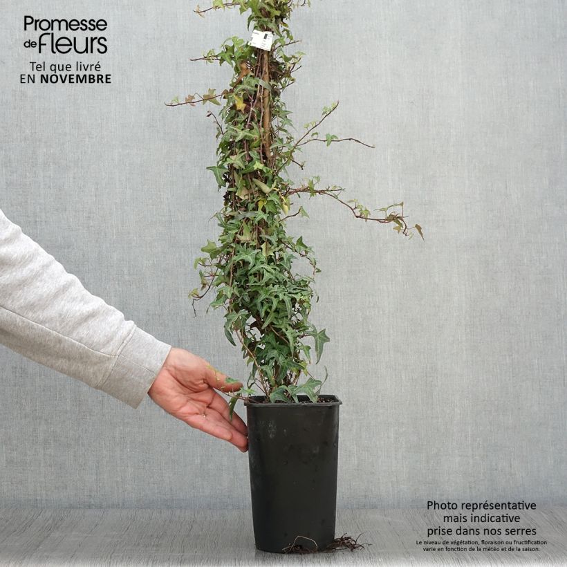 Spécimen de Lierre d'ornement - Hedera helix Sagittifolia Pot de 2L/3L tel que livré en automne