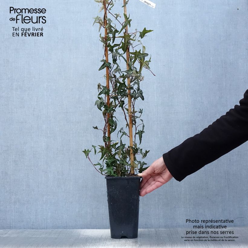 Spécimen de Lierre d'ornement - Hedera helix Sagittifolia Pot de 2L/3L tel que livré en hiver