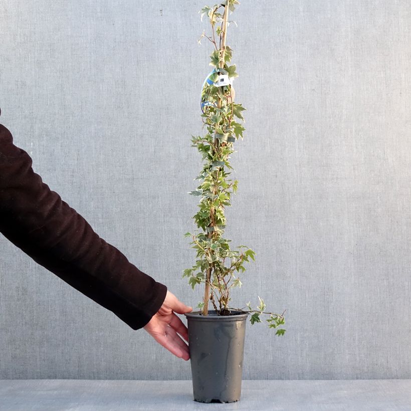 Spécimen de Lierre d'ornement - Hedera helix White Ripple Pot de 1,5L/2L tel que livré en hiver