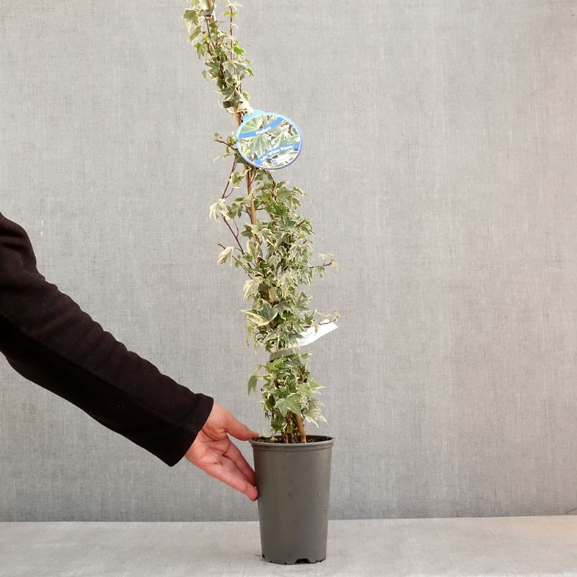 Spécimen de Lierre d'ornement - Hedera helix White Ripple Pot de 1,5L/2L tel que livré au printemps