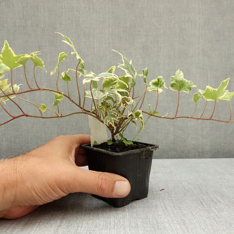 Spécimen de Lierre d'ornement - Hedera helix Yellow Ripple 'Golden Starlight' Godet de 8/9 cm tel que livré en été