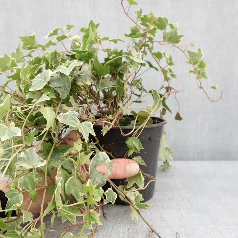 Spécimen de Lierre d'ornement - Hedera helix Yellow Ripple 'Golden Starlight' Pot de 1,5L/2L tel que livré en hiver