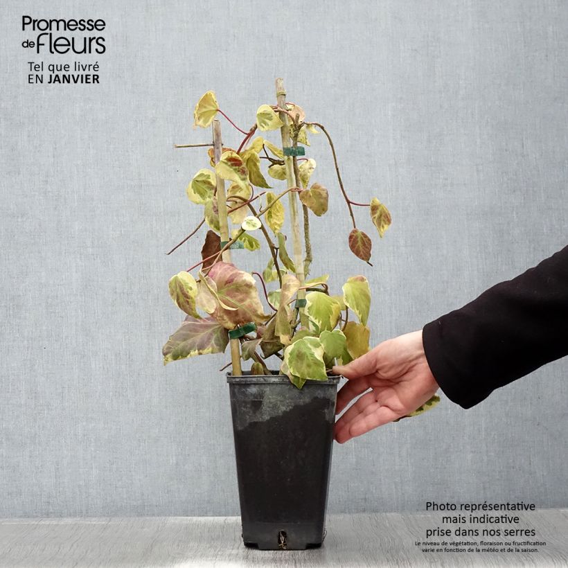 Spécimen de Lierre de Colchide - Hedera colchica Dentata Variegata Pot de 2L/3L tel que livré en hiver