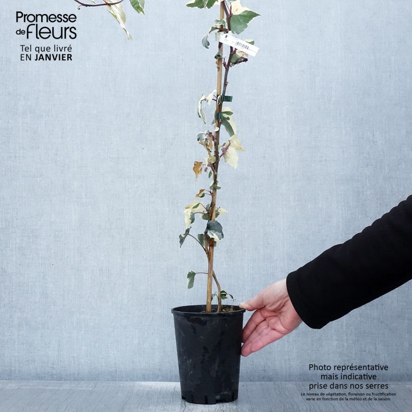 Spécimen de Lierre des Canaries - Hedera algeriensis Gloire de Marengo Pot de 2L/3L tel que livré en hiver