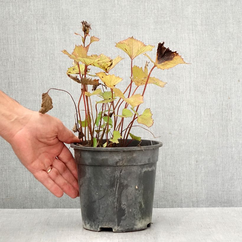 Spécimen de Ligulaire hessei Lanternchern - Ligularia x hessei Lanternchen Pot de 2L/3L tel que livré en automne