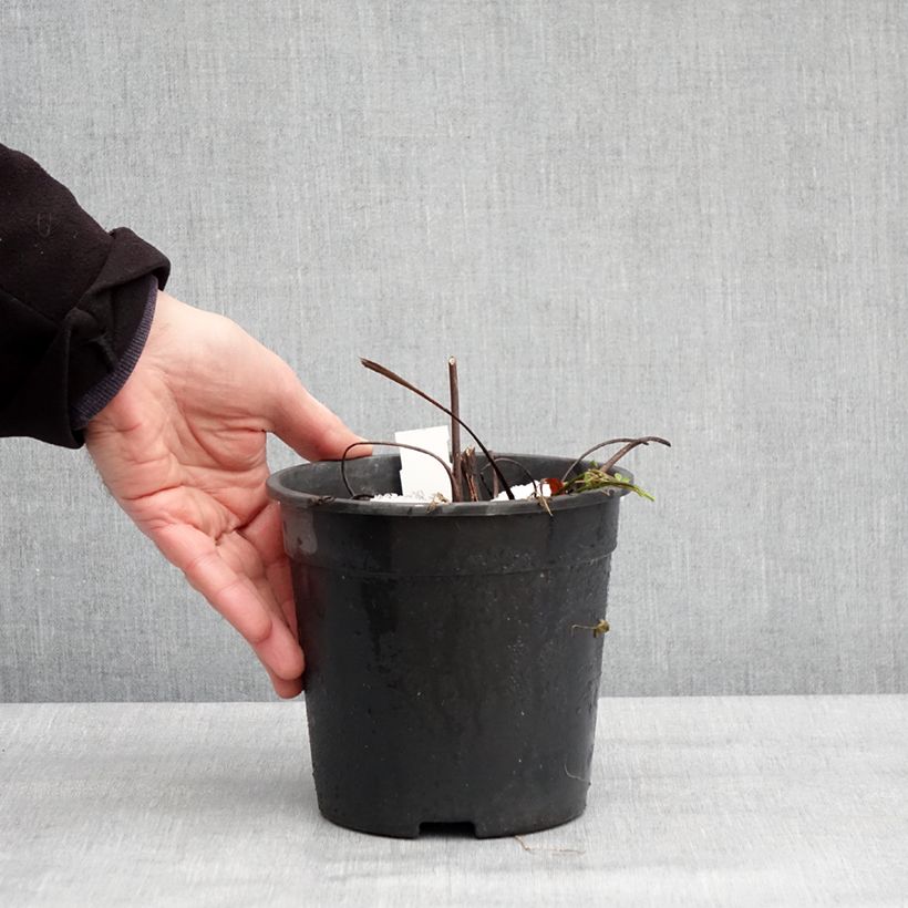 Spécimen de Ligulaire hessei Lanternchern - Ligularia x hessei Lanternchen Pot de 2L/3L tel que livré en hiver