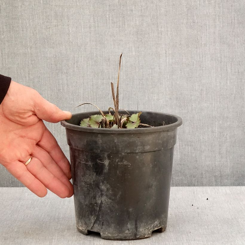 Spécimen de Ligulaire hessei Lanternchern - Ligularia x hessei Lanternchen Pot de 2L/3L tel que livré au printemps