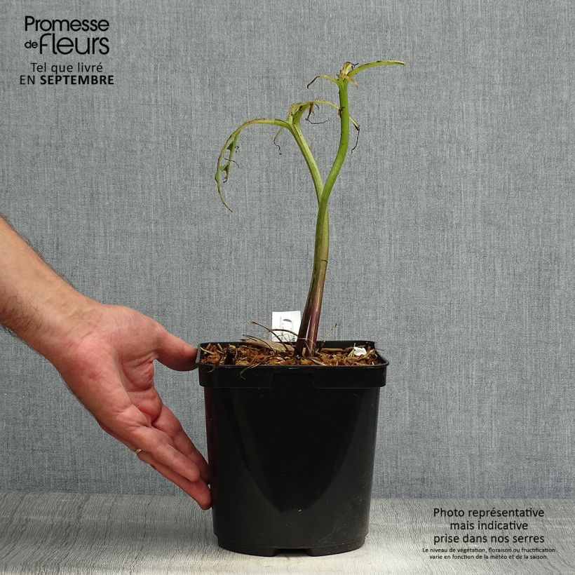 Spécimen de Ligulaire - Ligularia japonica Rising Sun Pot de 2L/3L tel que livré en automne
