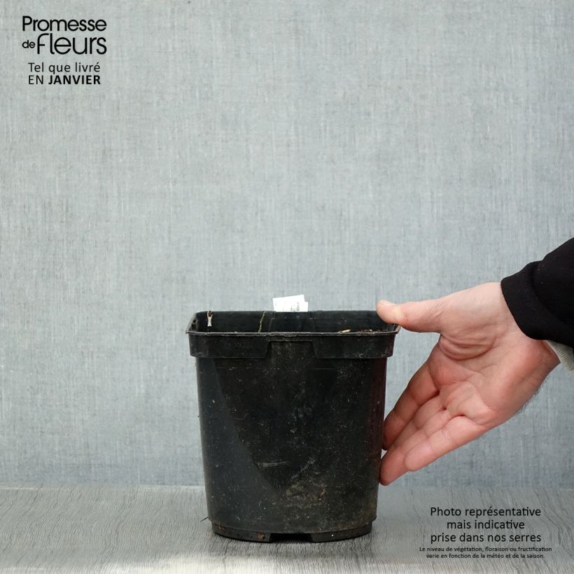Spécimen de Ligulaire - Ligularia japonica Rising Sun Pot de 2L/3L tel que livré en hiver