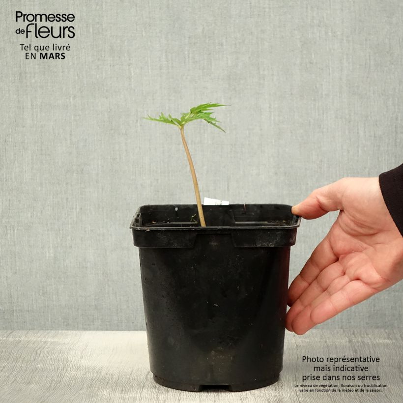 Ligularia japonica Rising Sun - Leopard Plant 2L/3L pot sample as delivered in spring