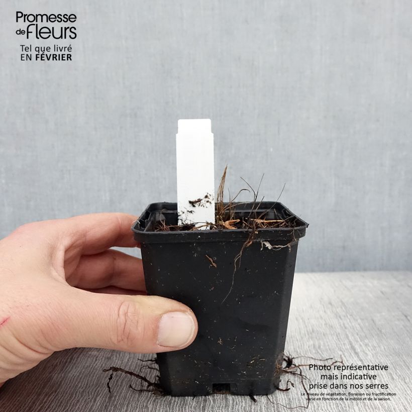 Spécimen de Ligulaire - Ligularia stenocephala Little Rocket Godet de 8/9 cm tel que livré en hiver