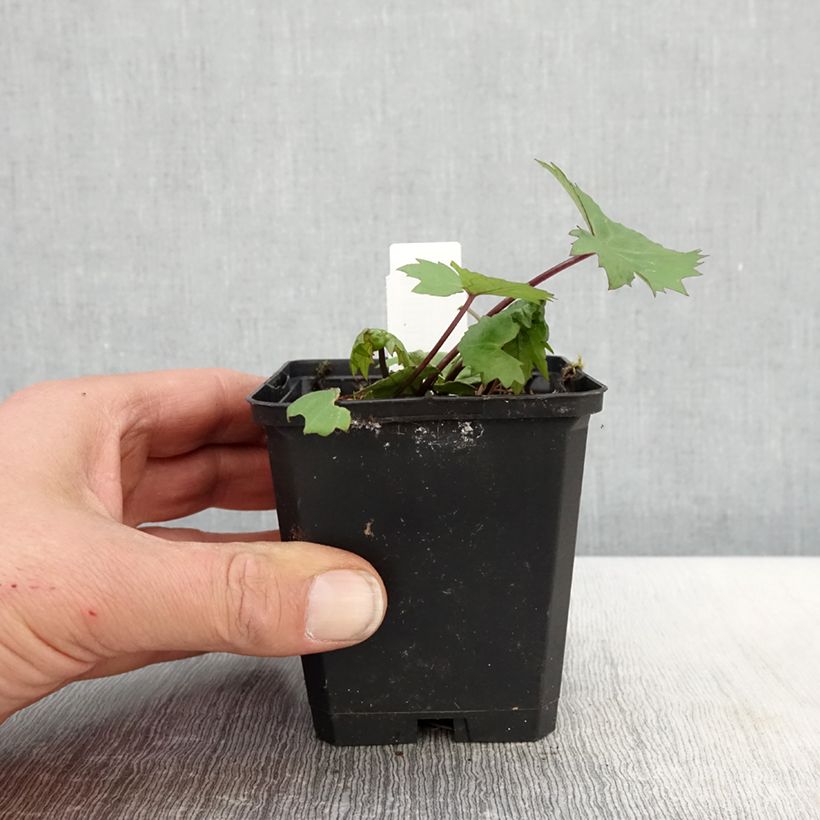 Ligularia stenocephala Little Rocket Vasetto da 8/9 cm esemplare consegnato in primavera