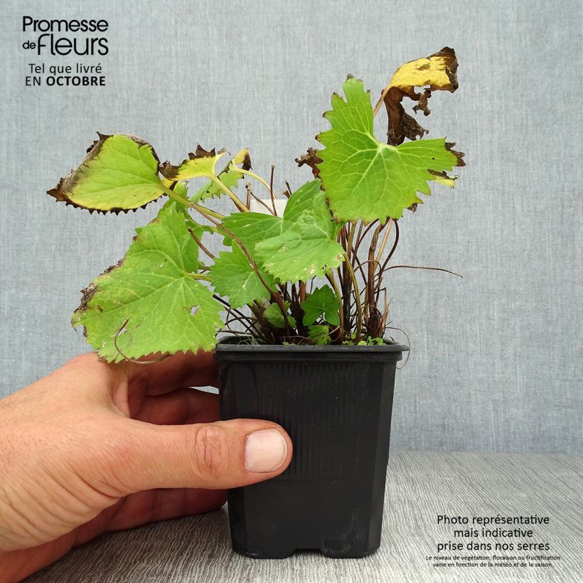 Spécimen de Ligulaire - Ligularia stenocephala The Rocket Godet de 8/9 cm tel que livré en automne