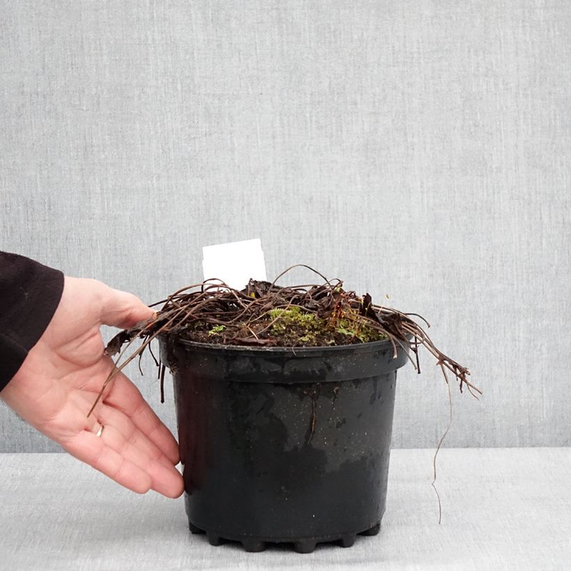 Spécimen de Ligulaire - Ligularia stenocephala The Rocket Pot de 2L/3L tel que livré en hiver