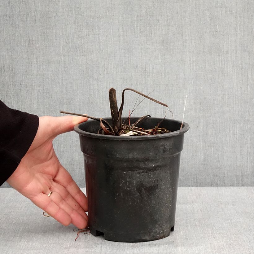 Spécimen de Ligularia dentata Garden Confetti - Ligulaire Pot de 2L/3L tel que livré en hiver