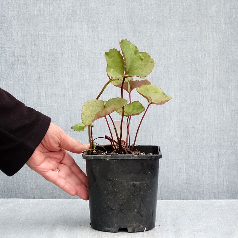 Spécimen de Ligularia dentata Othello - Ligulaire Pot de 2L/3L tel que livré en automne