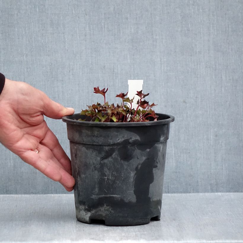 Spécimen de Ligularia Little Golden Ray - Ligulaire Pot de 2L/3L tel que livré en automne