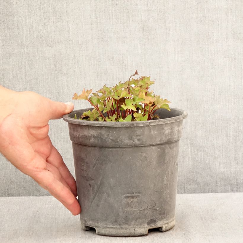 Spécimen de Ligularia Little Golden Ray - Ligulaire Pot de 2L/3L tel que livré en été