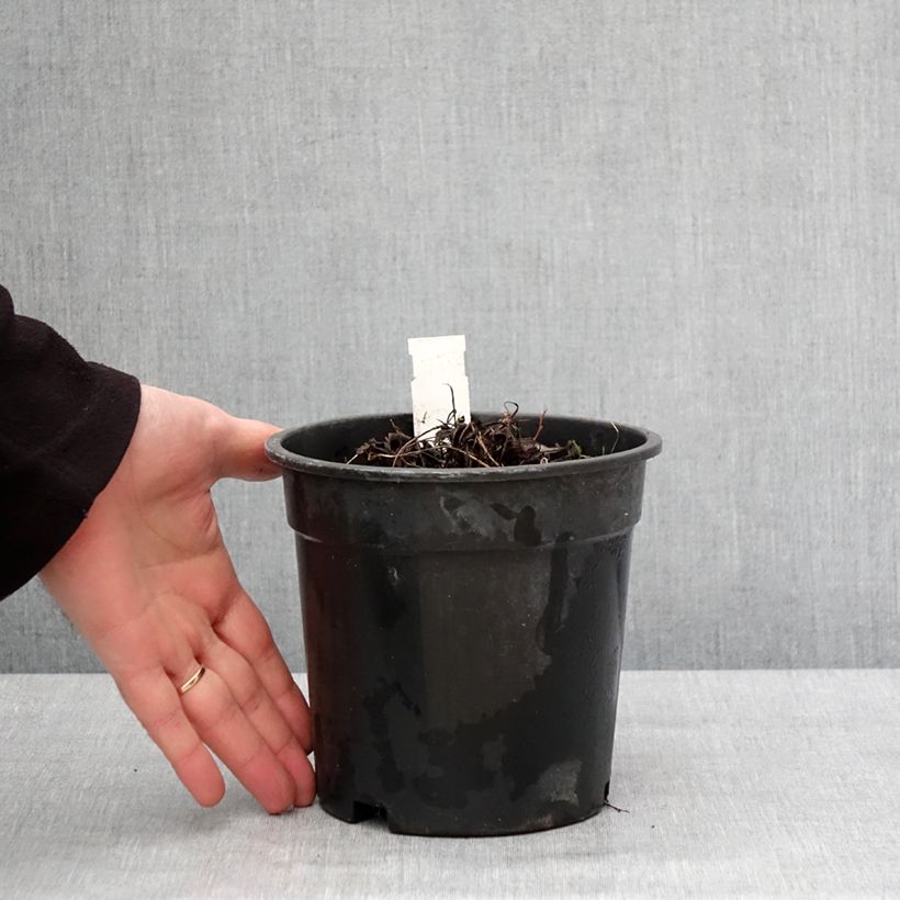 Spécimen de Ligularia Little Golden Ray - Ligulaire Pot de 2L/3L tel que livré en hiver