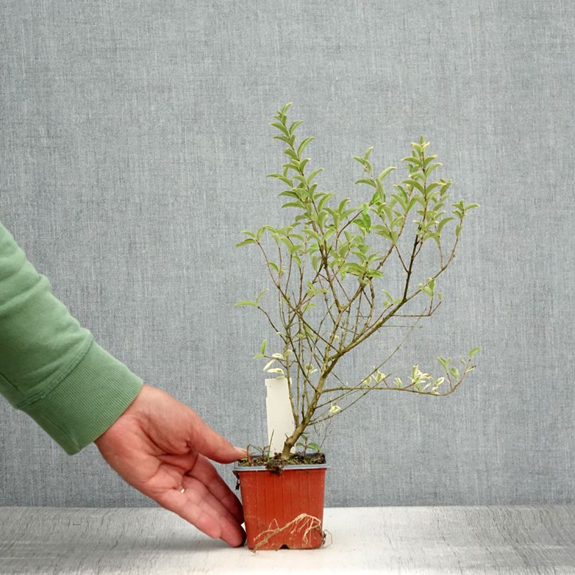 Spécimen de Ligustrum ibota Musli - Troène Godet de 8/9 cm tel que livré en été