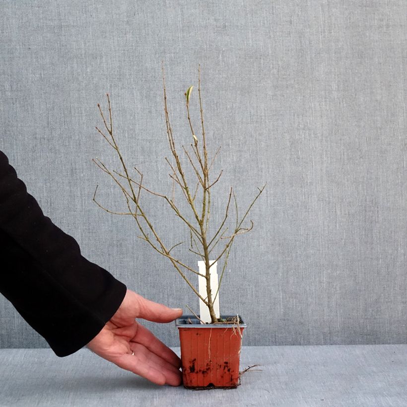 Spécimen de Ligustrum ibota Musli - Troène Godet de 8/9 cm tel que livré en hiver