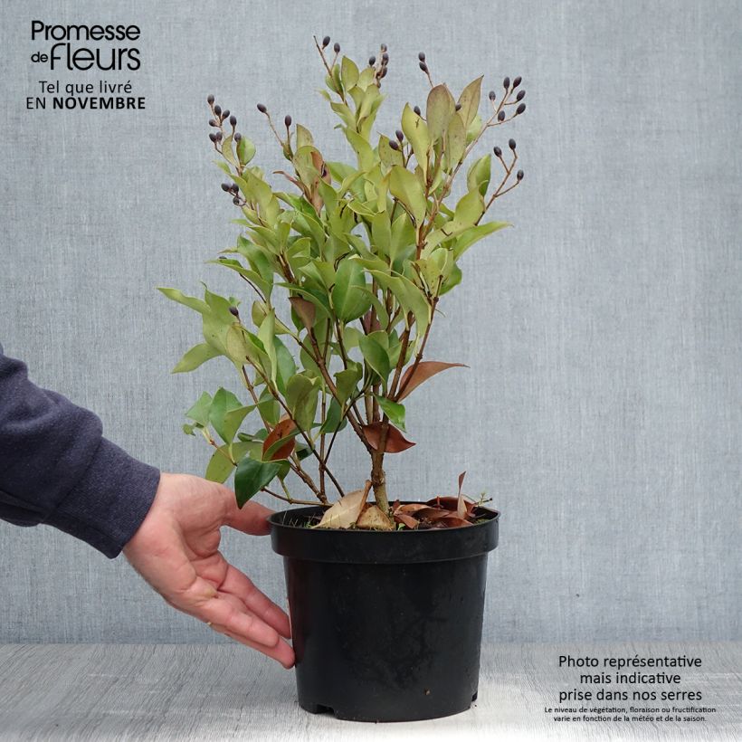 Spécimen de Ligustrum japonicum Green Century - Troène du Japon Pot de 2L/3L tel que livré en automne