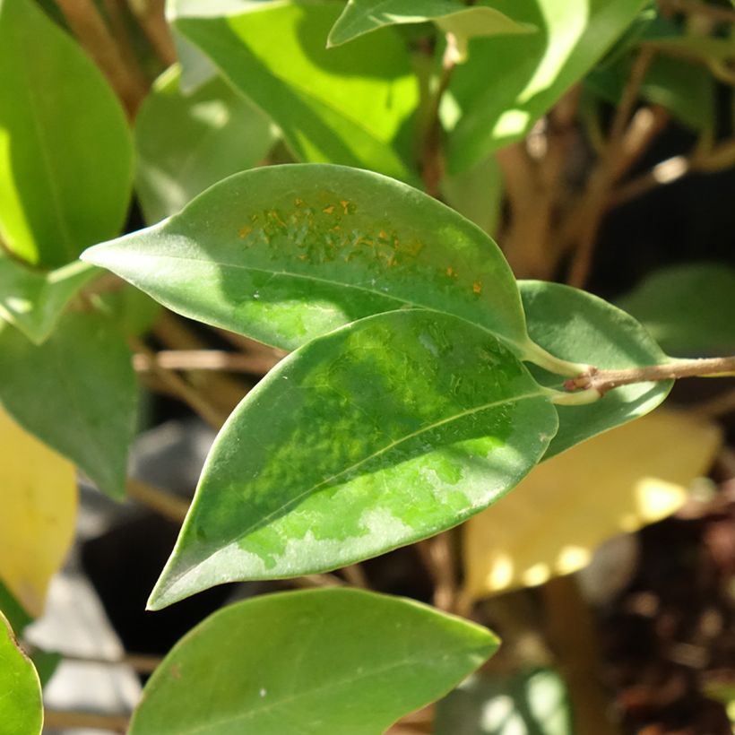 Ligustrum japonicum Korean Dwarf - Troène du Japon (Feuillage)