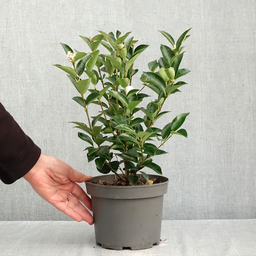 Spécimen de Ligustrum japonicum Korean Dwarf - Troène du Japon Pot de 3L/4L tel que livré en automne