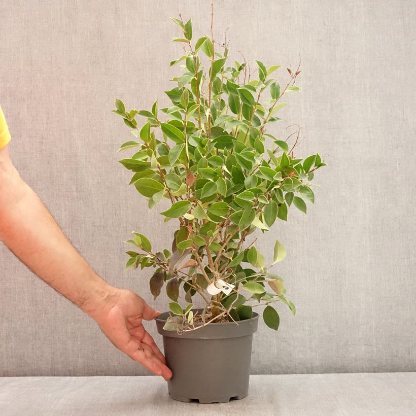 Spécimen de Ligustrum japonicum Korean Dwarf - Troène du Japon Pot de 3L/4L tel que livré en été