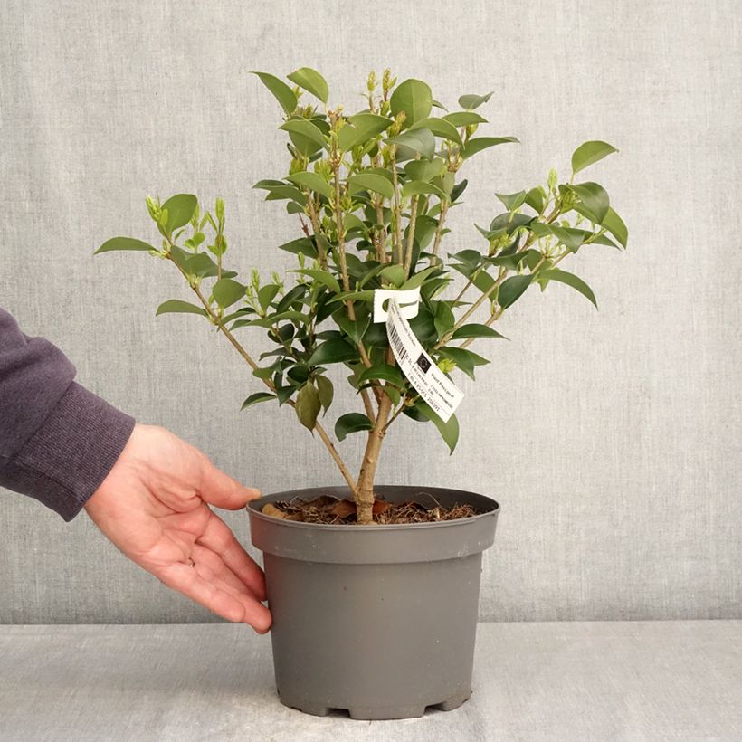 Spécimen de Ligustrum japonicum Korean Dwarf - Troène du Japon Pot de 3L/4L tel que livré au printemps