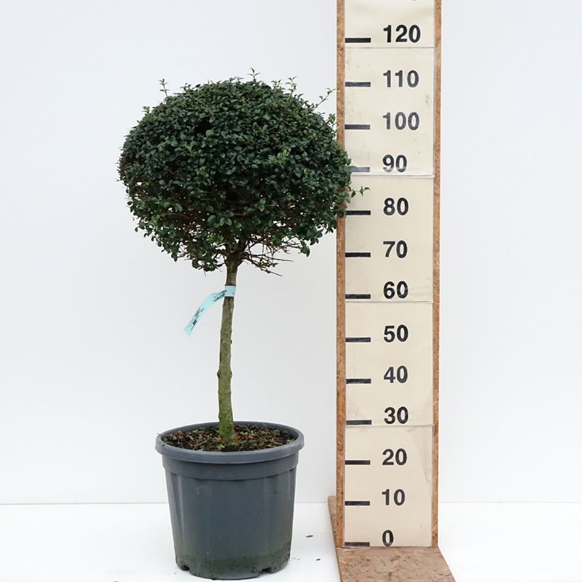 Spécimen de Ligustrum jonandrum (ionandrum) - Troène du Yunnan Pot de 12L/15L, 1/4 de tige, Quart de tige 40 cm/ forme boule diamètre 30/35 cm tel que livré en hiver