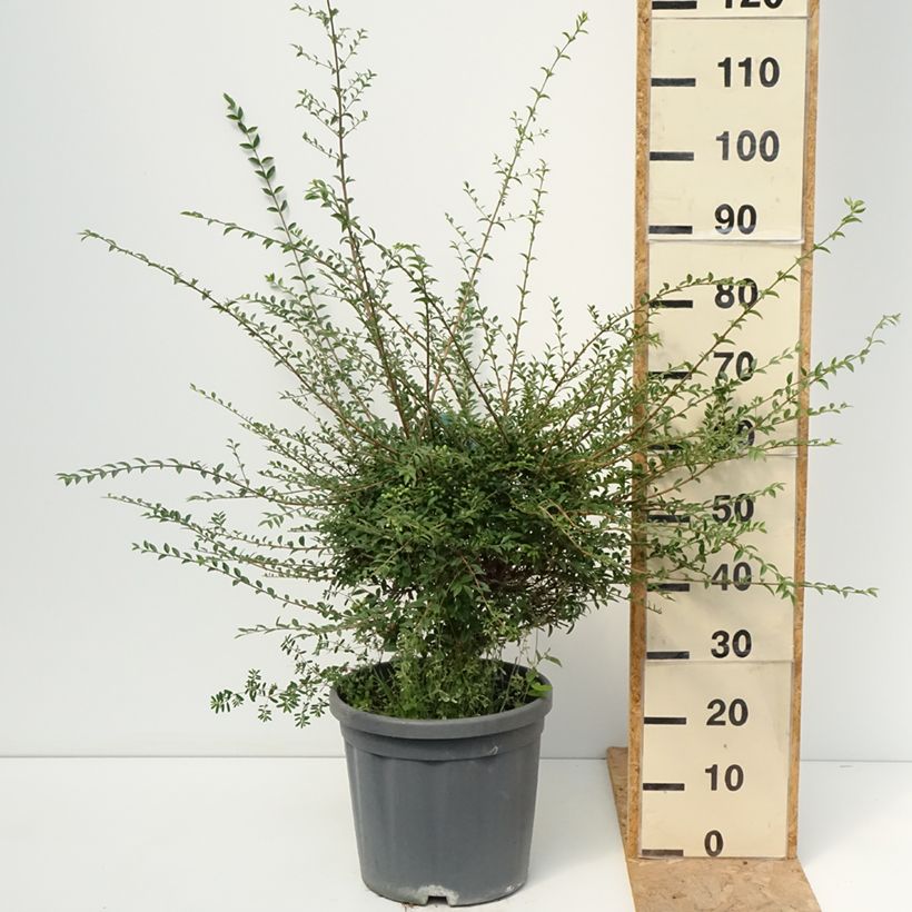Spécimen de Ligustrum jonandrum (ionandrum) - Troène du Yunnan Pot de 12L/15L, Tigette 10/15 cm/ forme boule diamètre 30/35 cm tel que livré en été