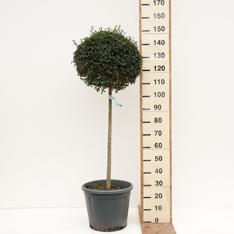 Spécimen de Ligustrum jonandrum (ionandrum) - Troène du Yunnan Pot de 20L/25L, Demi-Tige, Demi-tige 80 cm/ forme boule diamètre 40/45 cm tel que livré en hiver
