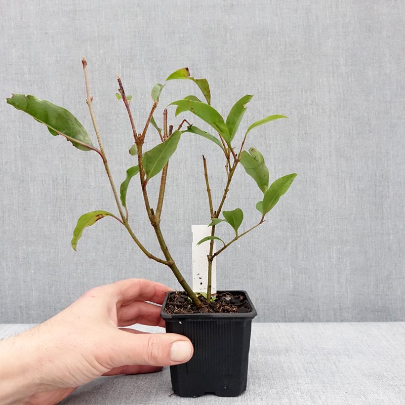 Spécimen de Ligustrum lucidum Green Screen - Troène brillant Godet de 8/9 cm tel que livré en hiver