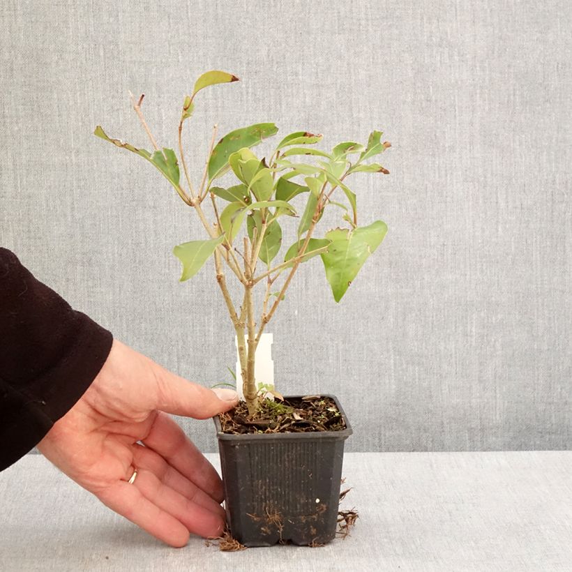 Spécimen de Ligustrum lucidum Green Screen - Troène brillant Godet de 8/9 cm tel que livré au printemps