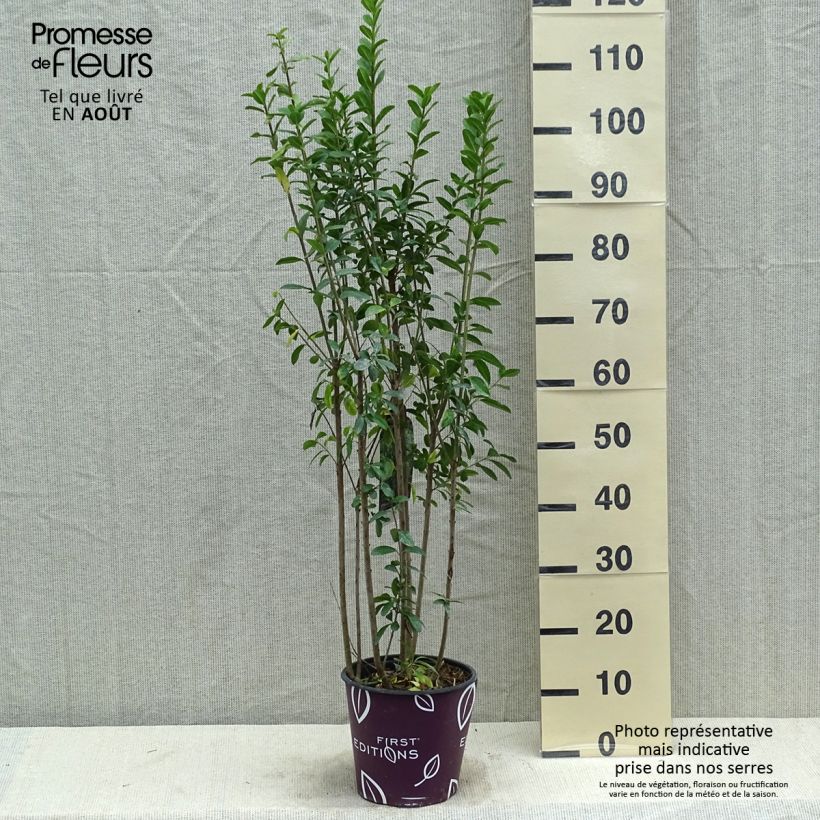 Spécimen de Ligustrum vulgare Straight Talk - Troène commun Pot de 3L/4L tel que livré en été