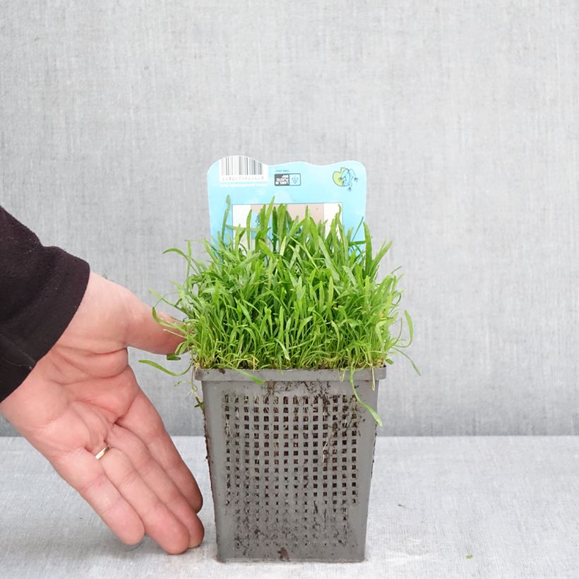 Spécimen de Lilaeopsis brasiliensis - Faux Tenellus Pot de 1L/1,5L tel que livré au printemps