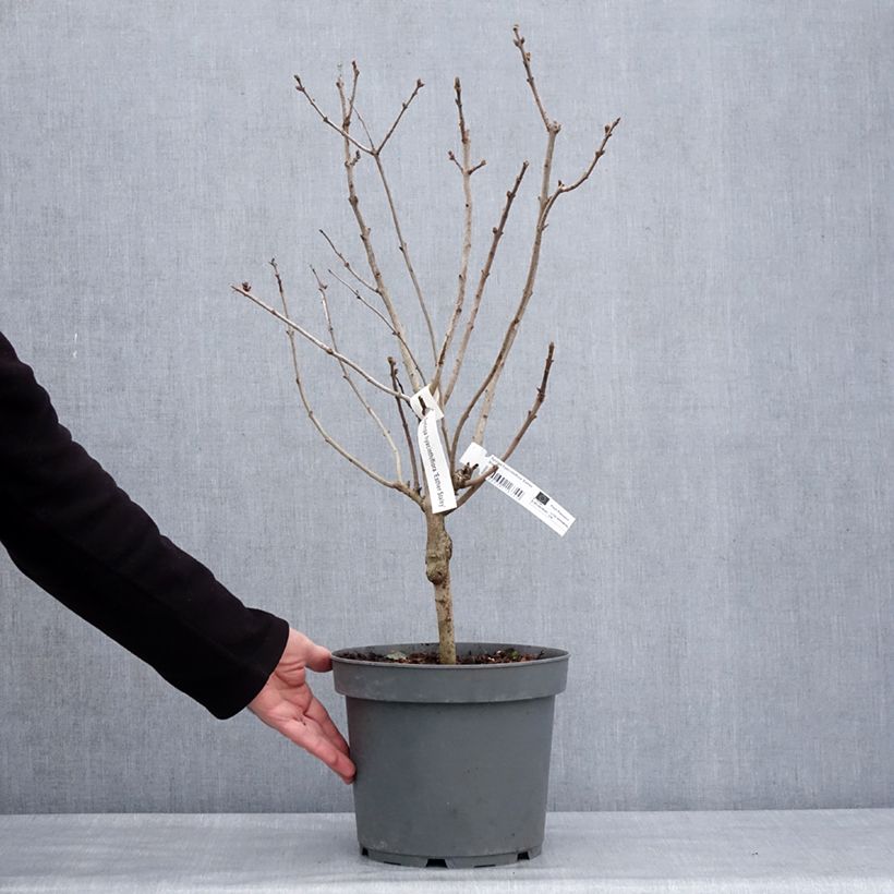 Spécimen de Lilas à fleurs de jacinthe - Syringa hyacinthiflora Esther Staley Pot de 12L/15L, 5/8 branches, Ramifié tel que livré en hiver