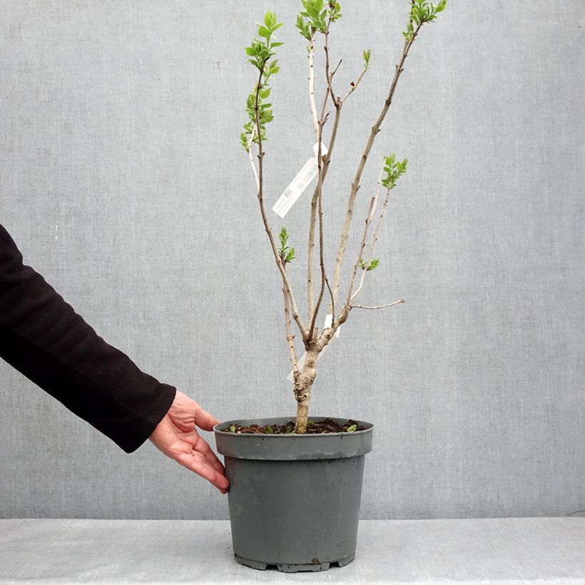 Exemplaar van Syringa hyacinthiflora Esther Staley - Sering Pot van 12 l/15 l, Struik zoals geleverd in de lente