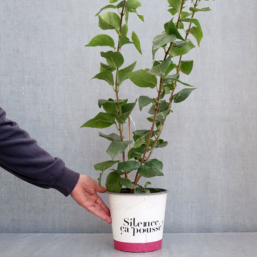 Spécimen de Lilas à fleurs de jacinthe - Syringa hyacinthiflora Maiden's Blush Pot de 4L/5L, 3/4 branches tel que livré en automne