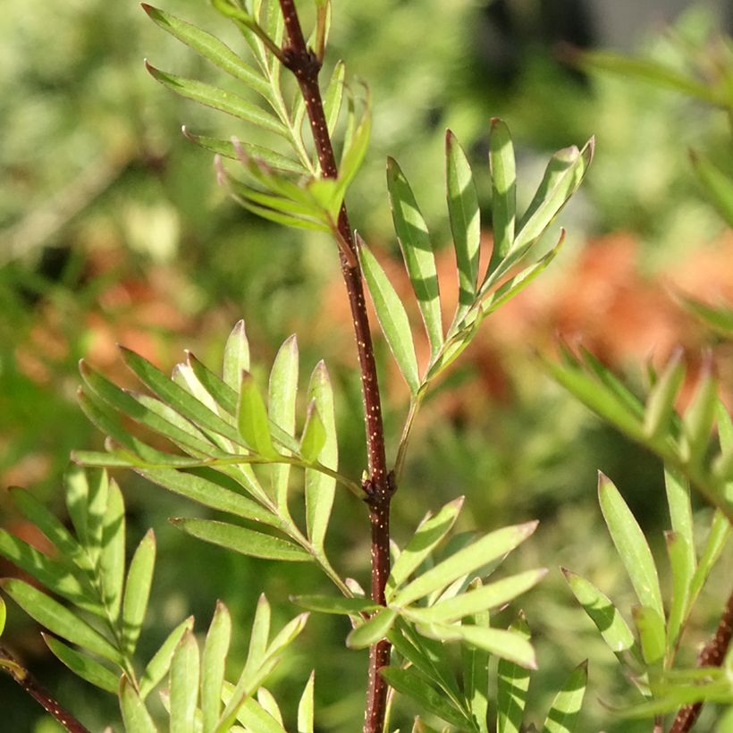 Lilas afghan - Syringa afghanica (Feuillage)