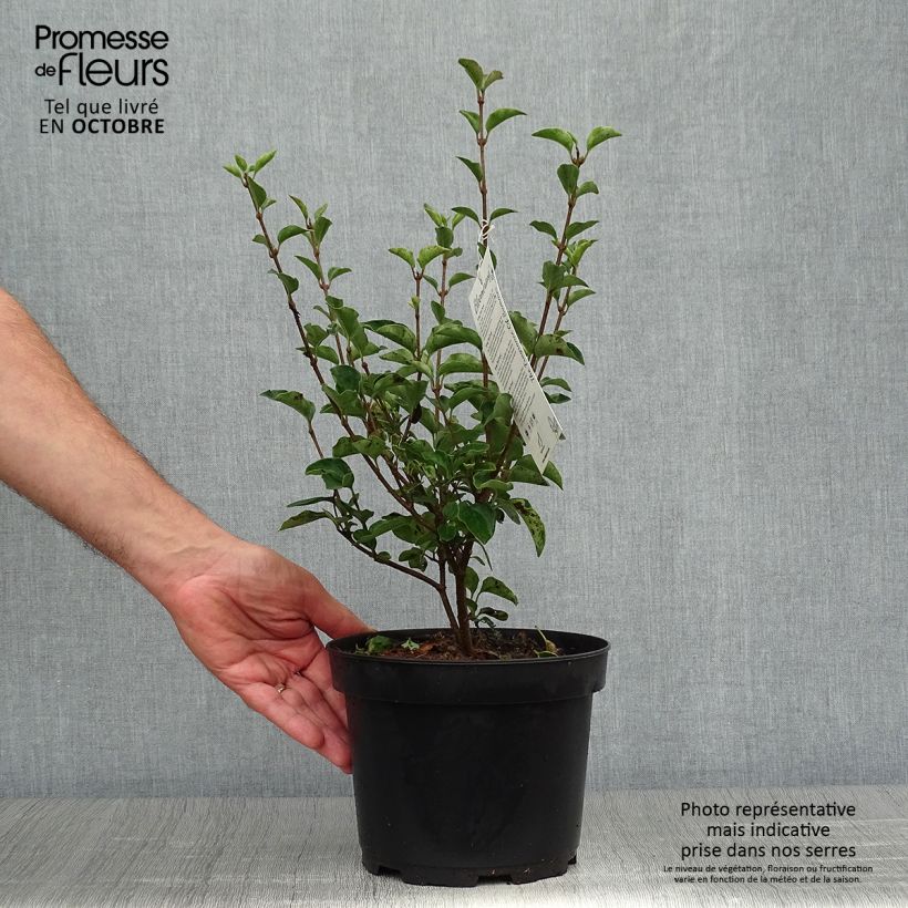 Spécimen de Lilas Bloomerang Dark Purple - Syringa nain hybride remontant Pot de 3L/4L tel que livré en automne