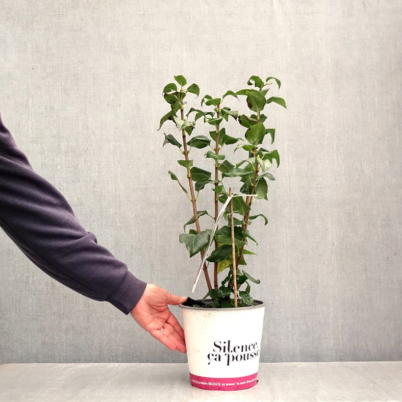 Spécimen de Lilas commun - Syringa vulgaris Comtesse D'harcourt Pot de 4L/5L tel que livré en automne