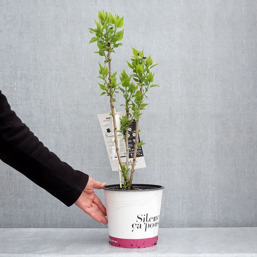 Spécimen de Lilas commun - Syringa vulgaris Comtesse D'harcourt Pot de 4L/5L tel que livré au printemps