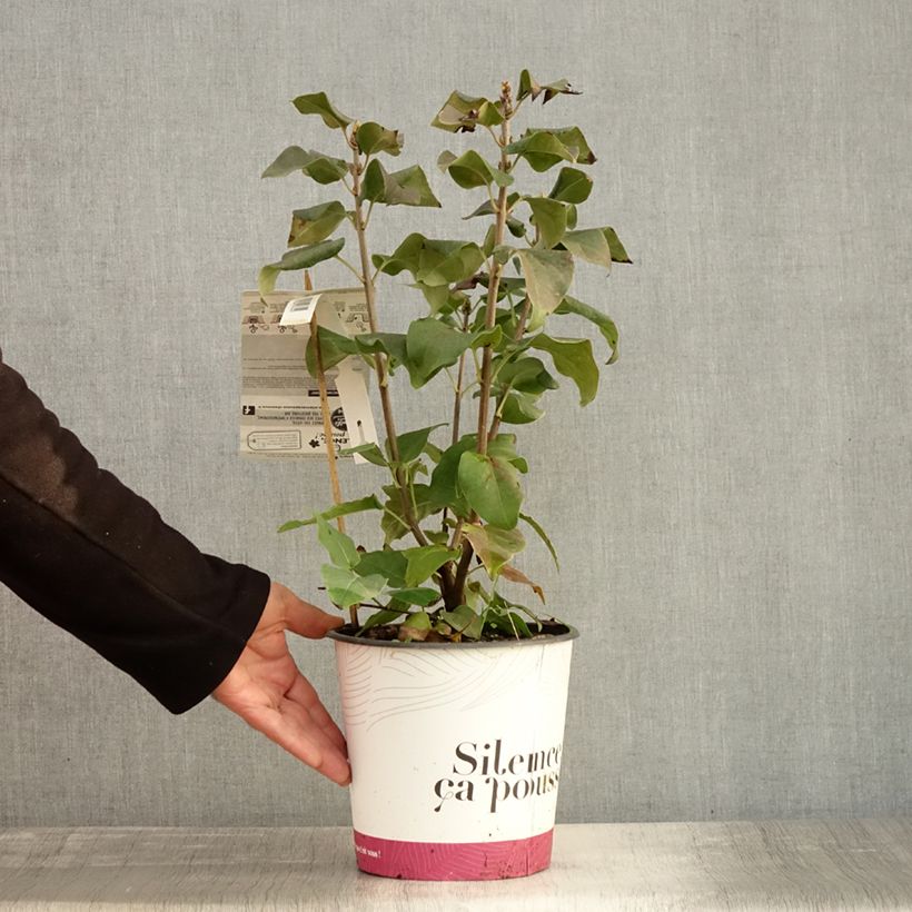 Spécimen de Lilas commun - Syringa vulgaris Konchalovskii Pot de 4L/5L tel que livré en automne