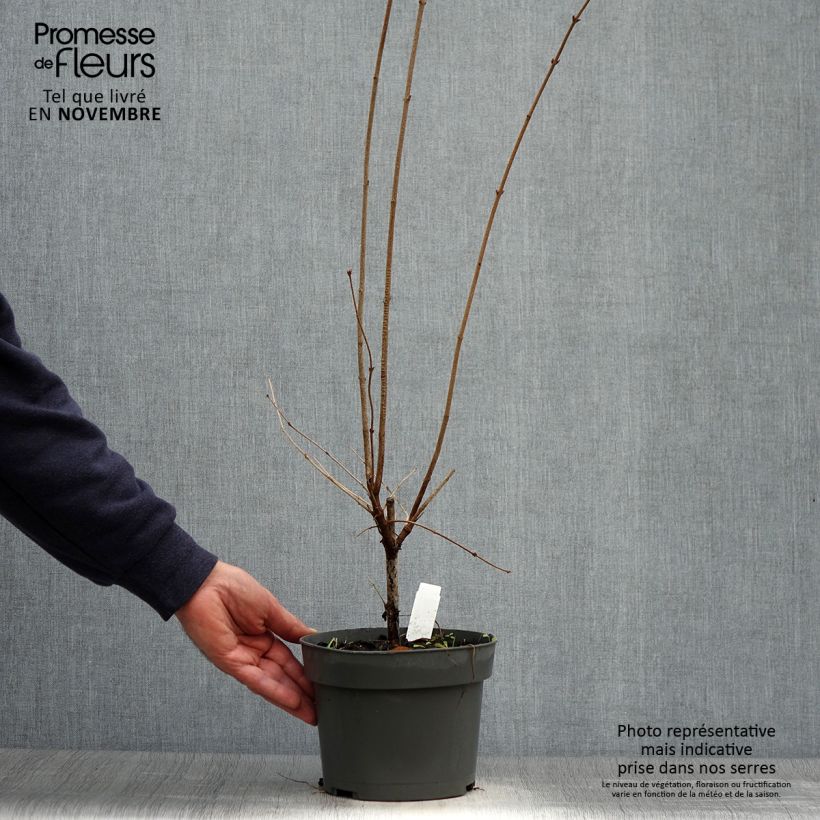 Spécimen de Lilas de Chine - Syringa microphylla Superba Pot de 2L/3L tel que livré en automne